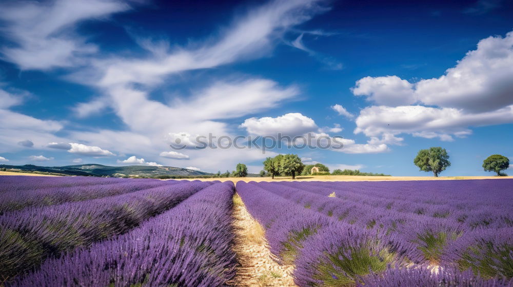 Similar – Image, Stock Photo Beautiful fragrant lavender field in bright light Valensole, Provence, France