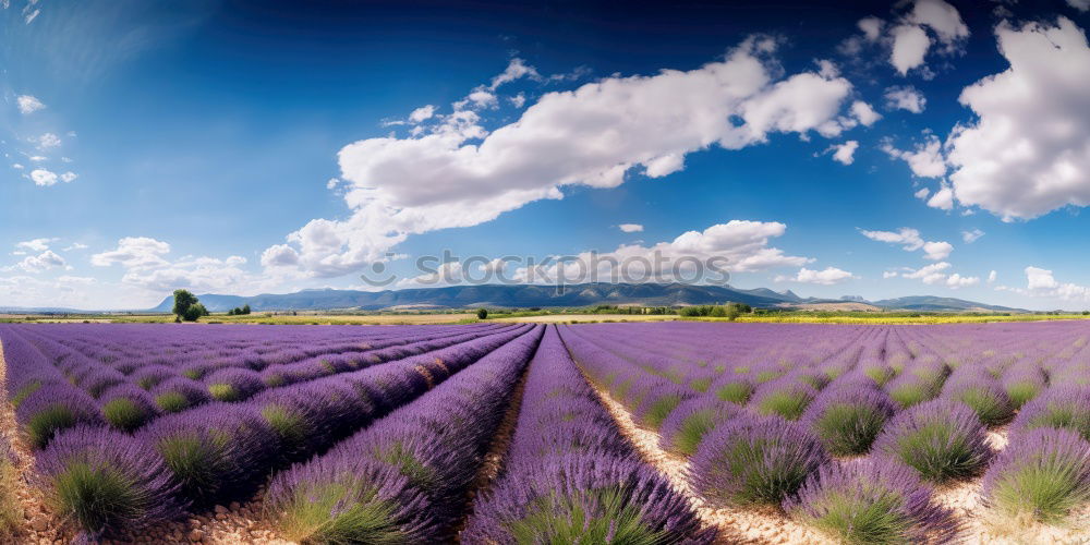 Similar – Image, Stock Photo Beautiful fragrant lavender field in bright light Valensole, Provence, France