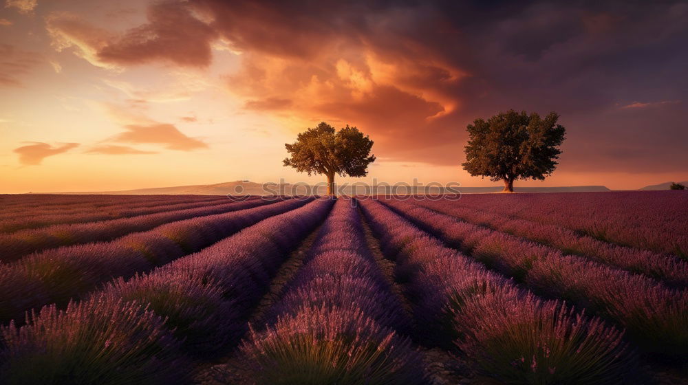 Similar – sunset at lavender field