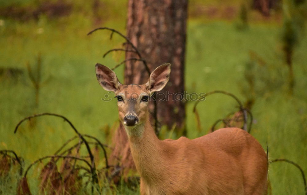 Similar – a red deer in the green meadow