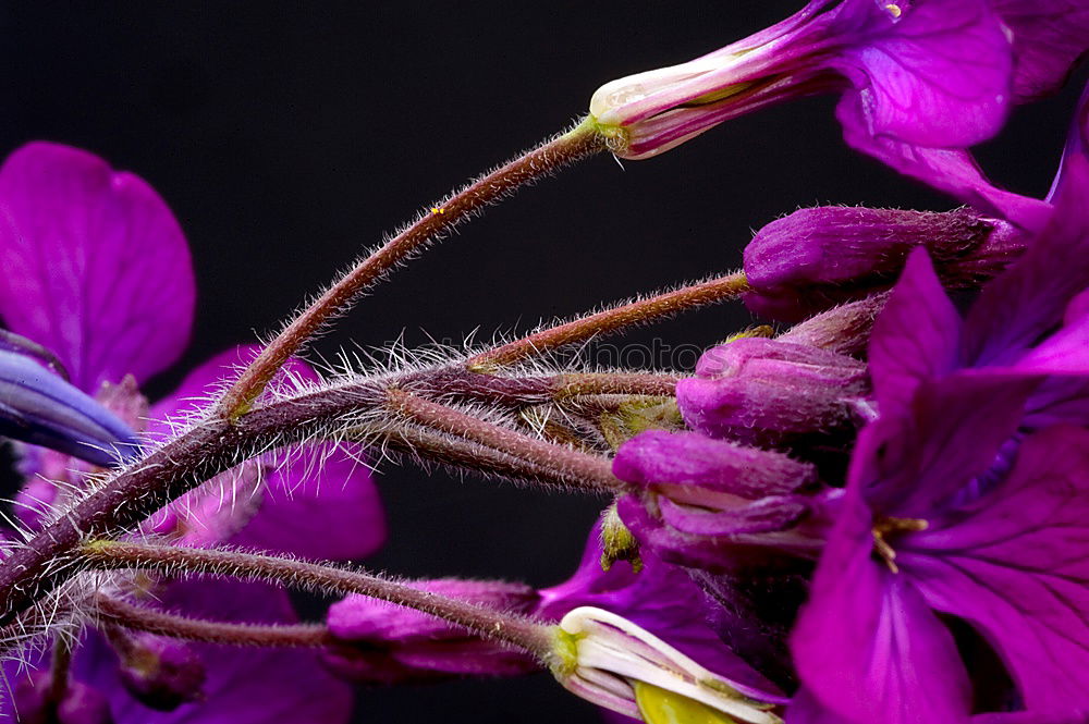 Similar – Image, Stock Photo Koenigs-Grenadille; Passion flower; Passiflora