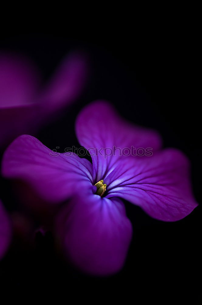 Similar – Image, Stock Photo Purple wildflower