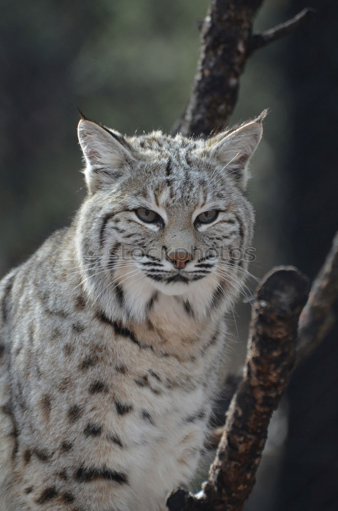 Similar – Close up portrait of male snow leopard