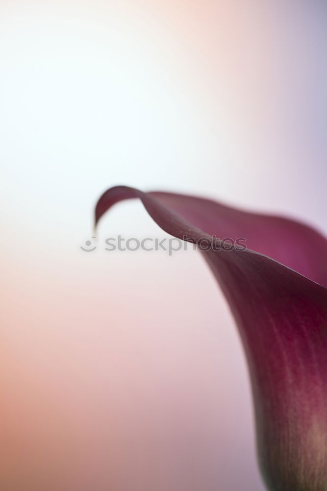 Similar – Image, Stock Photo interior life Nature Plant