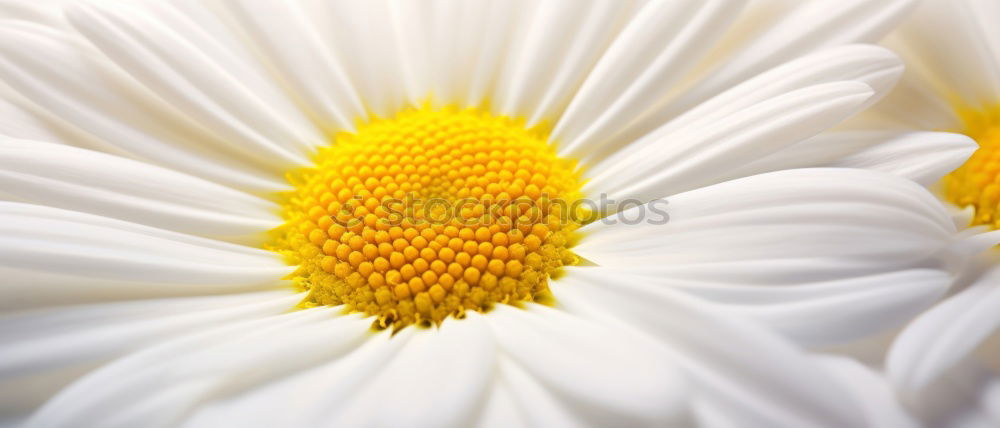 Similar – Daisies in close-up Summer