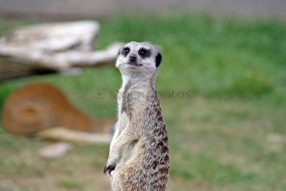 Similar – Meerkat or Suricate (Suricata Suricatta) in Africa