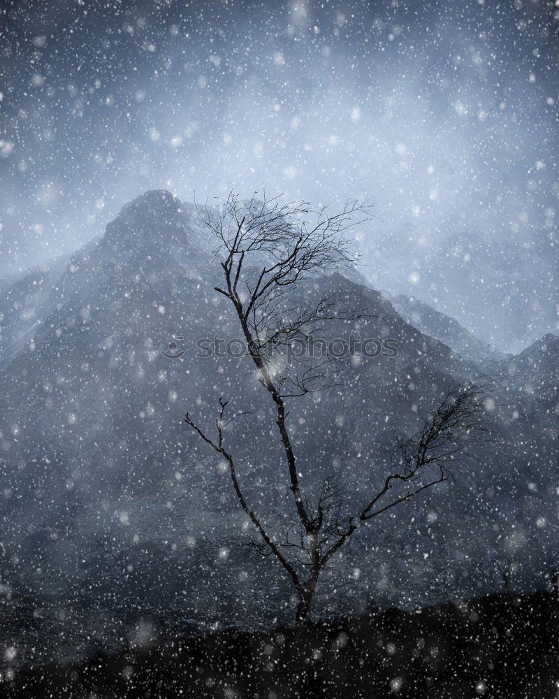 Similar – Image, Stock Photo snow-covered tree Tree