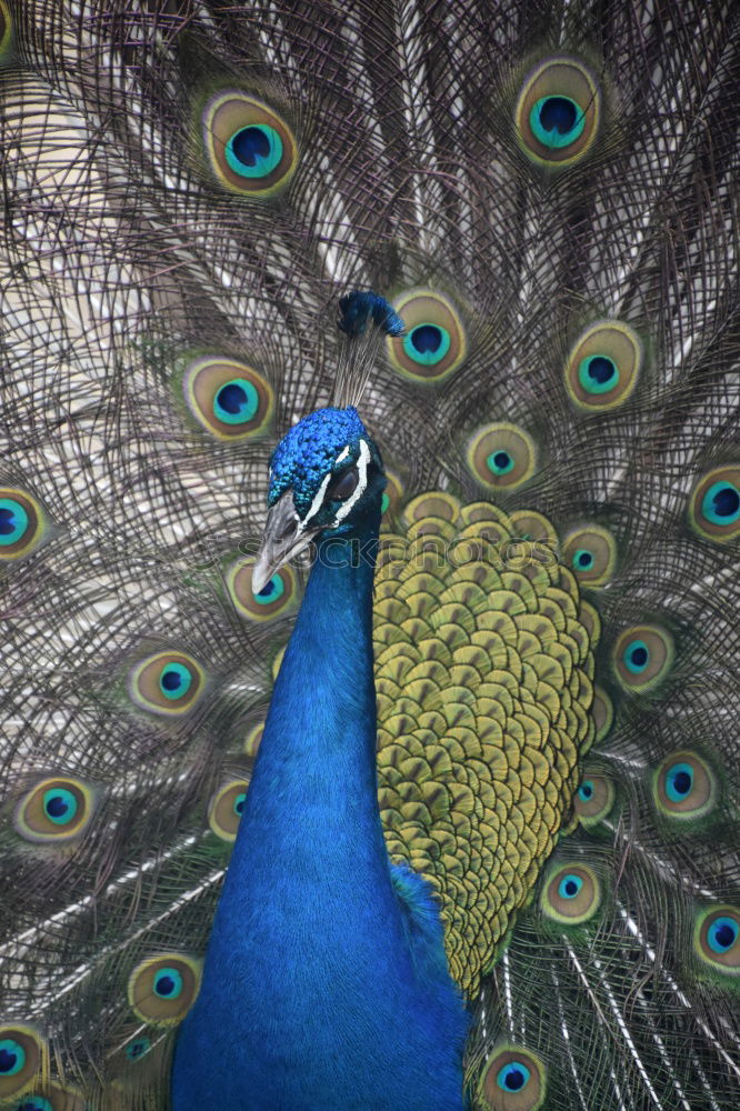 Similar – royal blue Peacock Blue