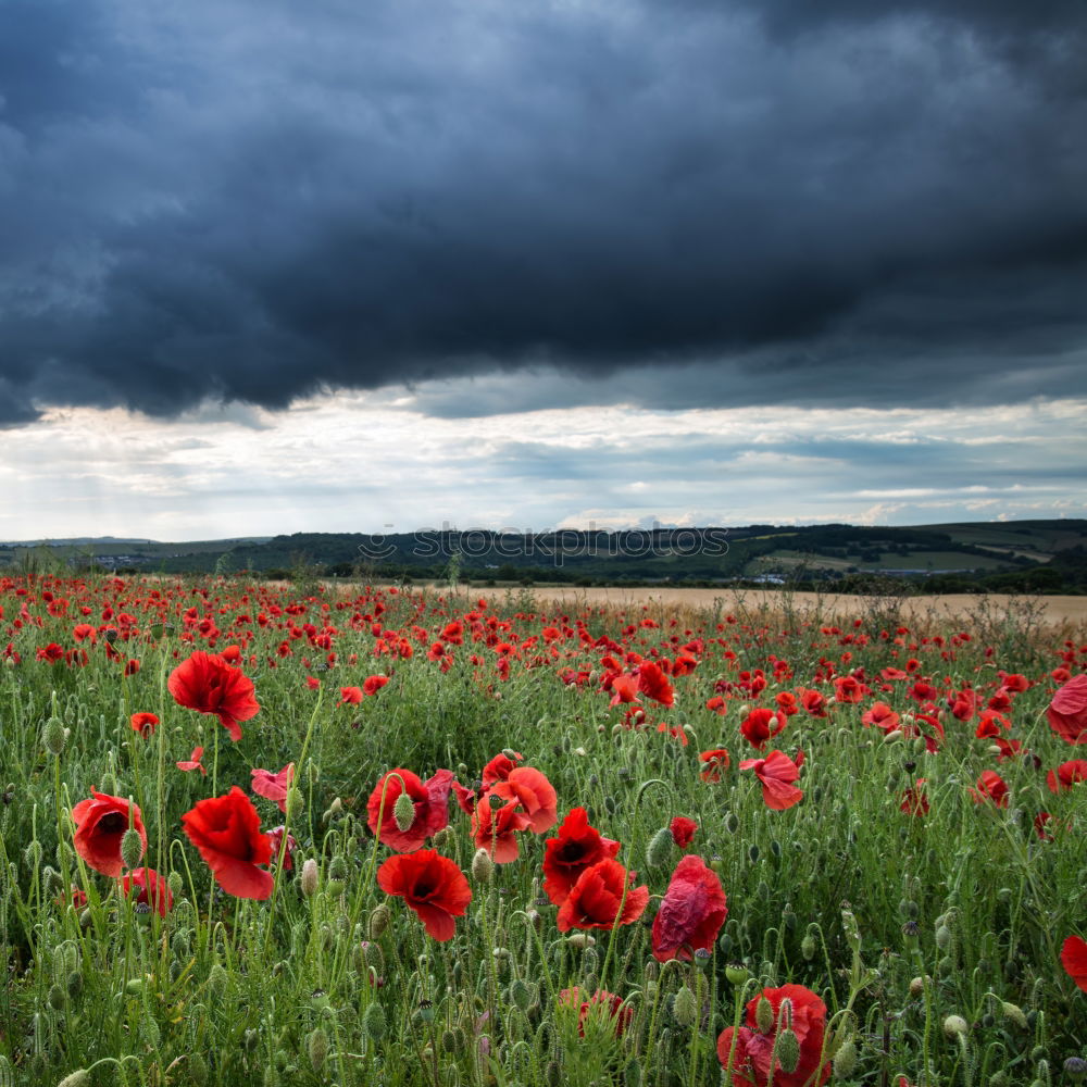 Similar – Image, Stock Photo idyllic Environment Nature