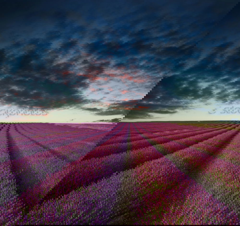 Similar – Image, Stock Photo #A# Lavender picker