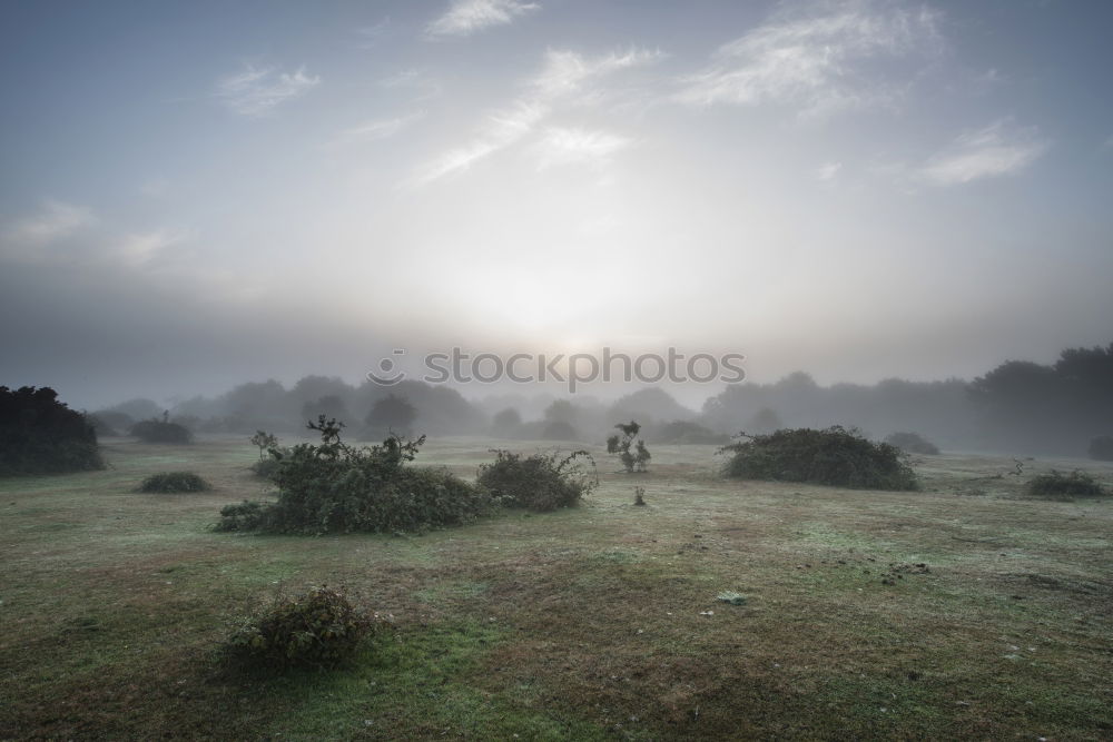 Similar – Flock of sheep at sunset