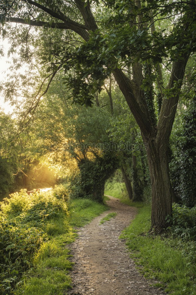 Similar – Image, Stock Photo Adult woman is walking in the forest