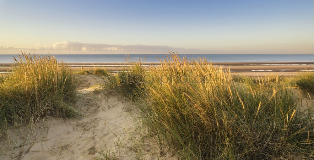 Similar – Landscape with dunes on the island of Amrum