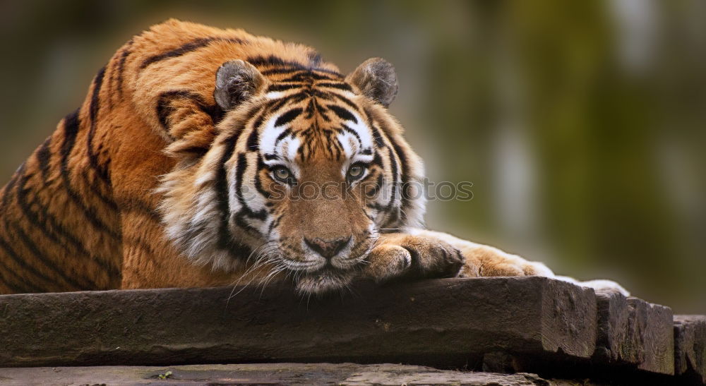 Similar – Close up portrait of Siberian tiger looking at camera