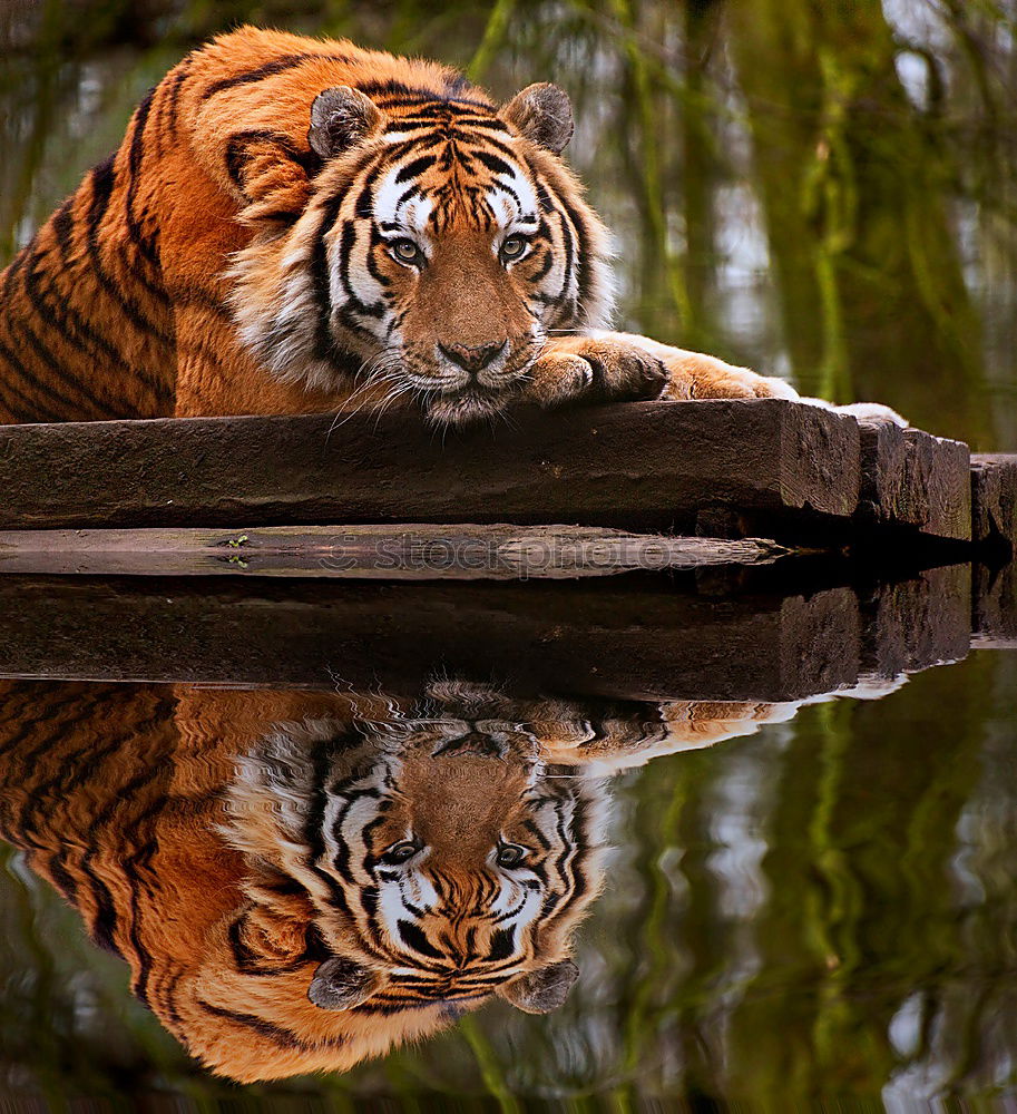 Similar – Close up portrait of Siberian tiger looking at camera