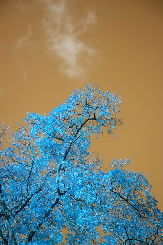 Similar – Image, Stock Photo mistletoe Long exposure