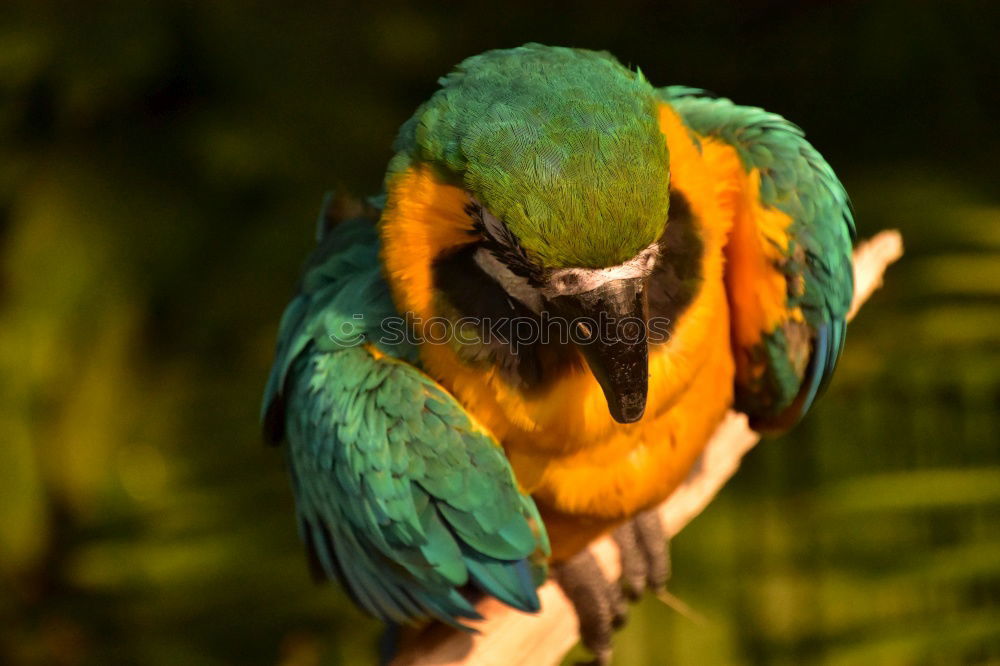 Similar – Parrot in a tree Exotic