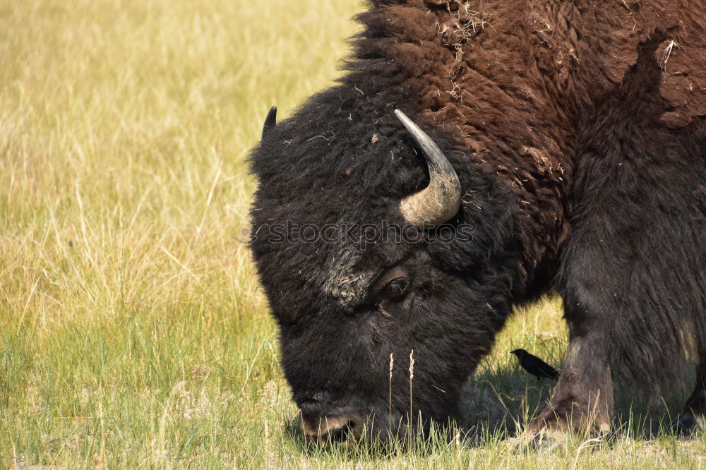 Similar – Wood Bison Animal