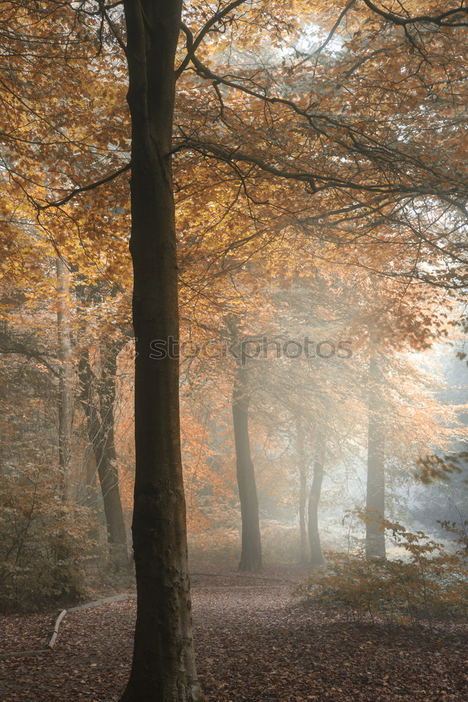 Similar – an autumn gate in the October forest