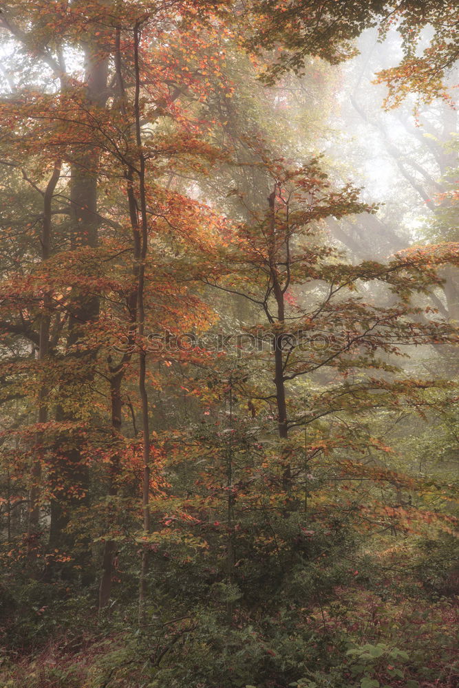 Image, Stock Photo Forest bathing in September