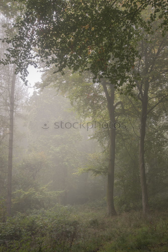 Similar – Image, Stock Photo Morning hour in the moor