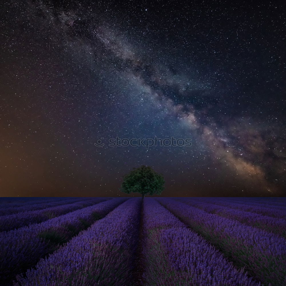 Similar – sunset at lavender field