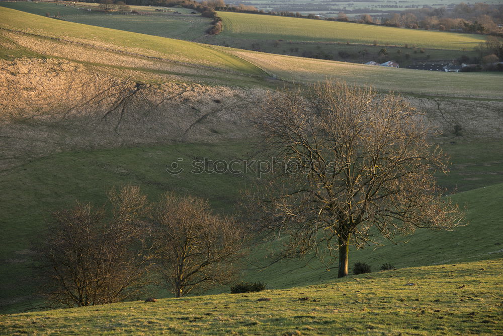 Similar – little wood Clump of trees