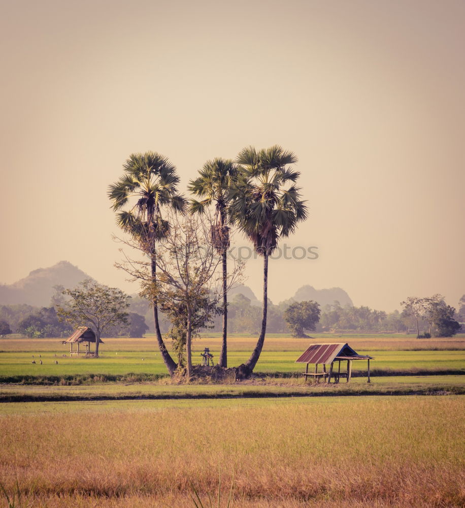 Similar – tomb old trees cows