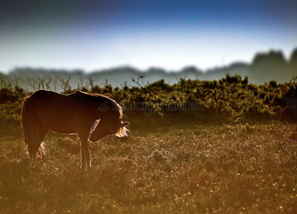 Similar – Cow rest Nature Animal Sky