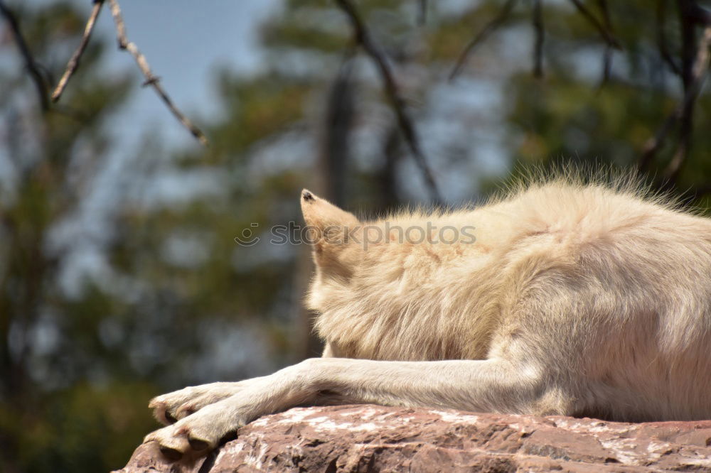 Similar – Foto Bild Böckchen Natur Felsen