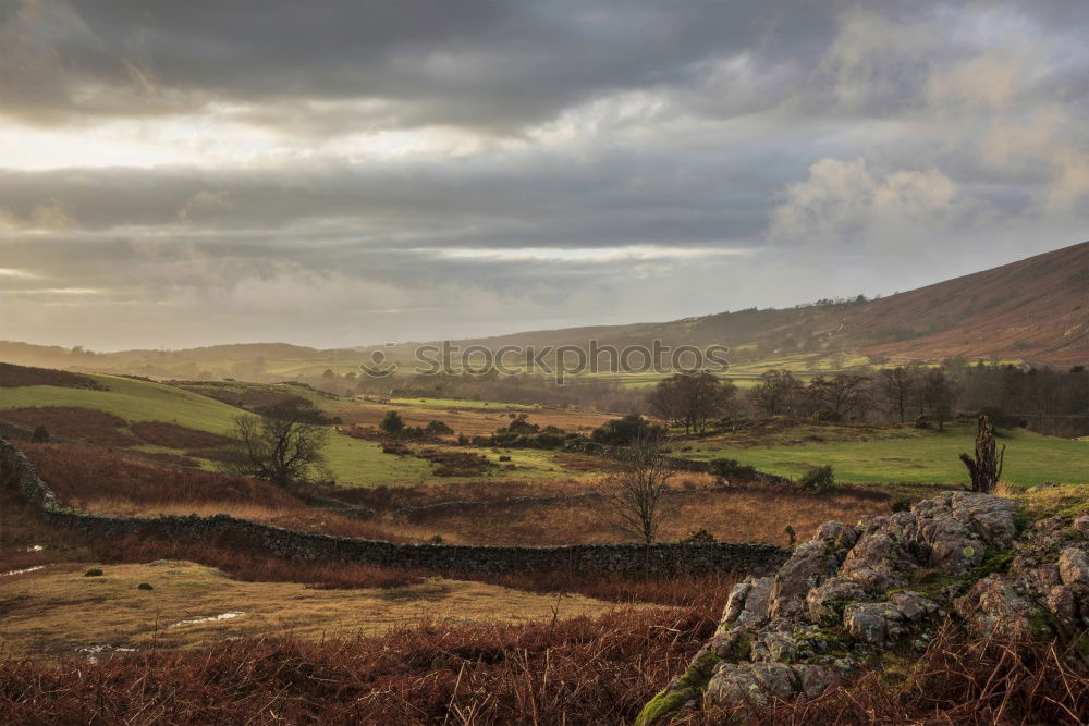 Similar – Dartmoor Pony Relaxation