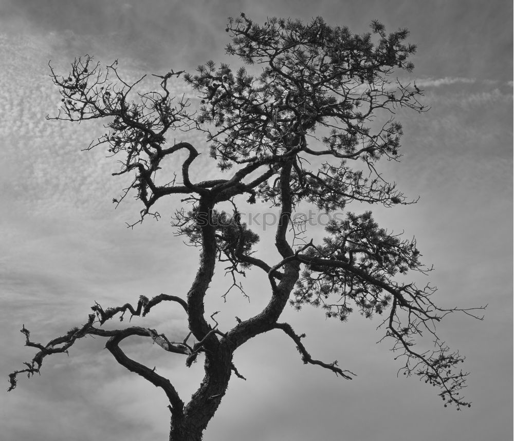 Ghost forest in Nienhagen IV