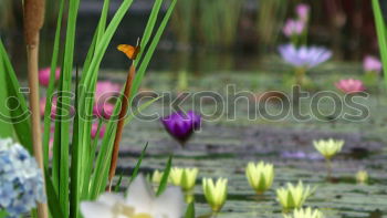 Similar – Im Brunnen Umwelt Natur