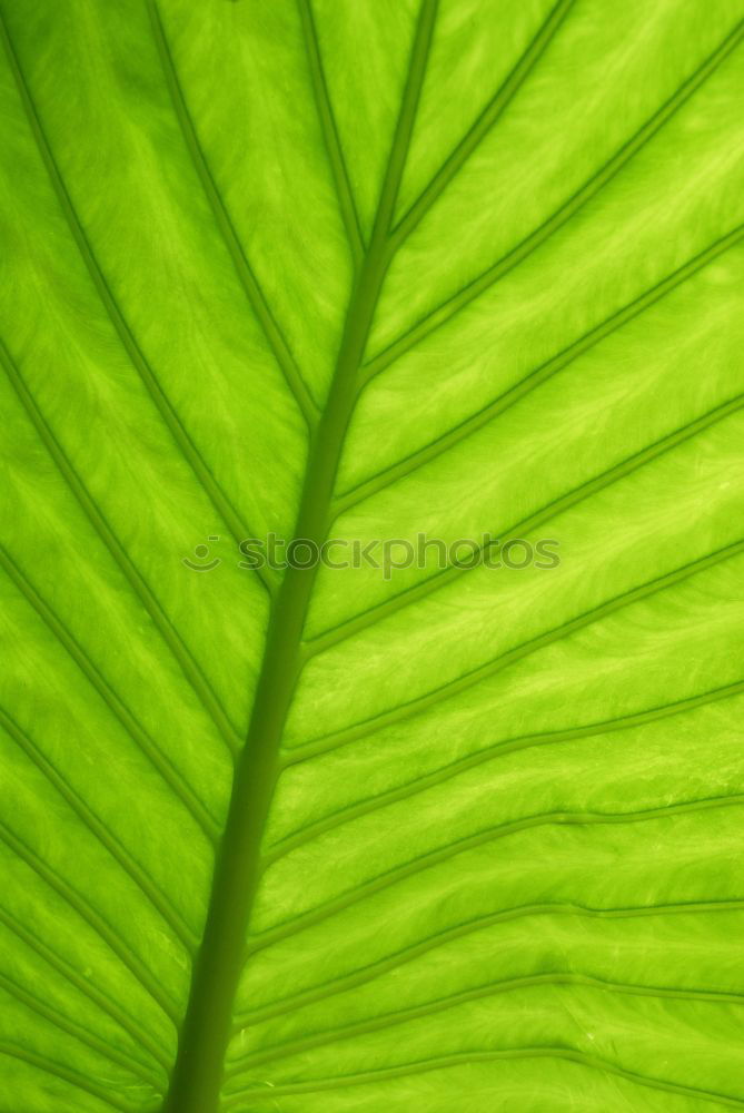 Similar – Image, Stock Photo leaf shadow in green Hosta