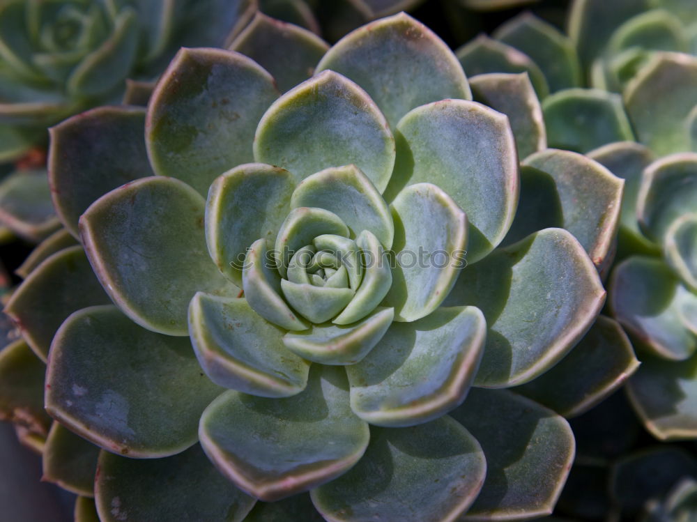 Similar – Artichoke structure