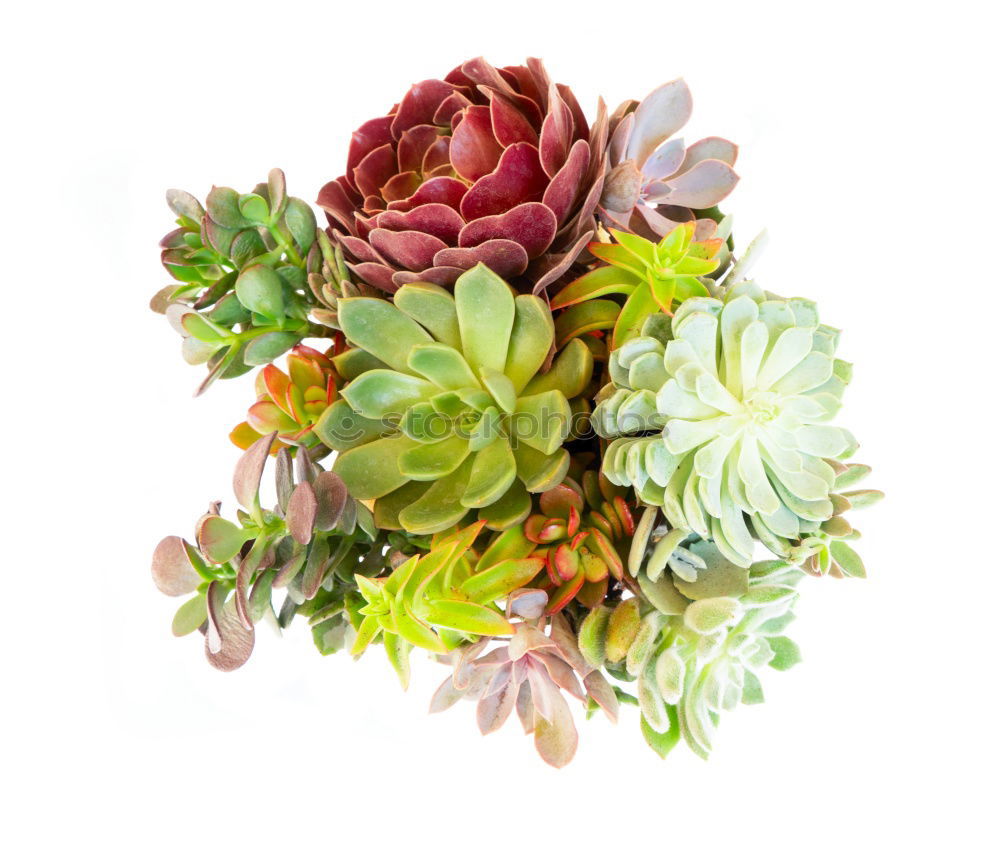 Similar – Image, Stock Photo sempervivum Environment