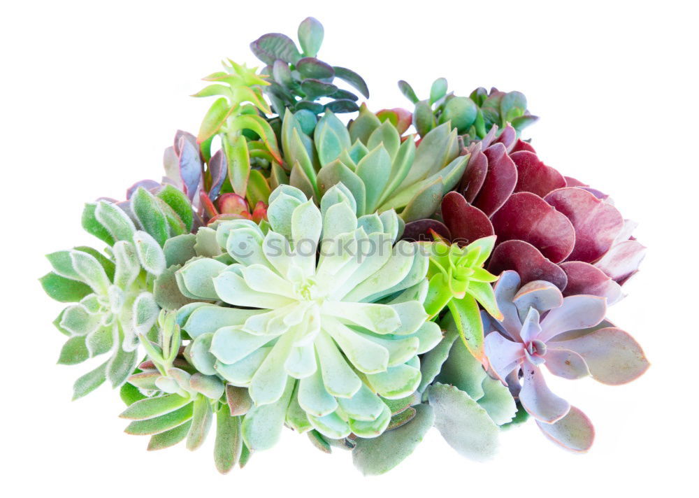 Similar – Image, Stock Photo sempervivum Environment