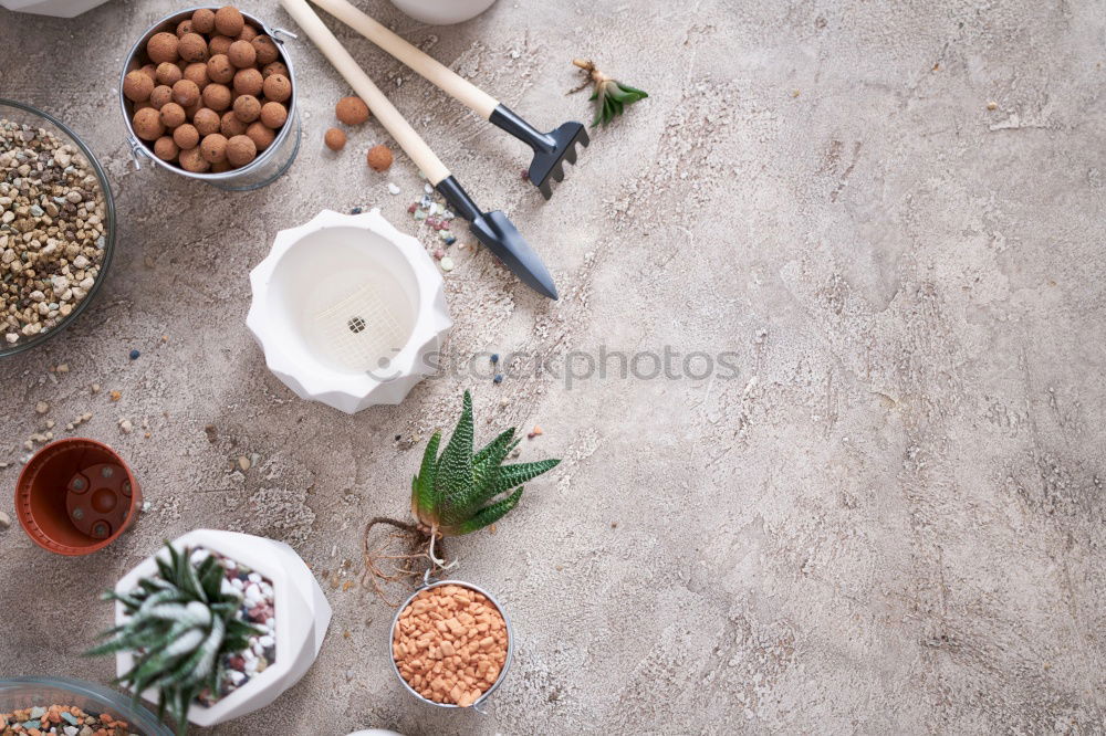 Similar – Image, Stock Photo Removing the grains of a head of garlic