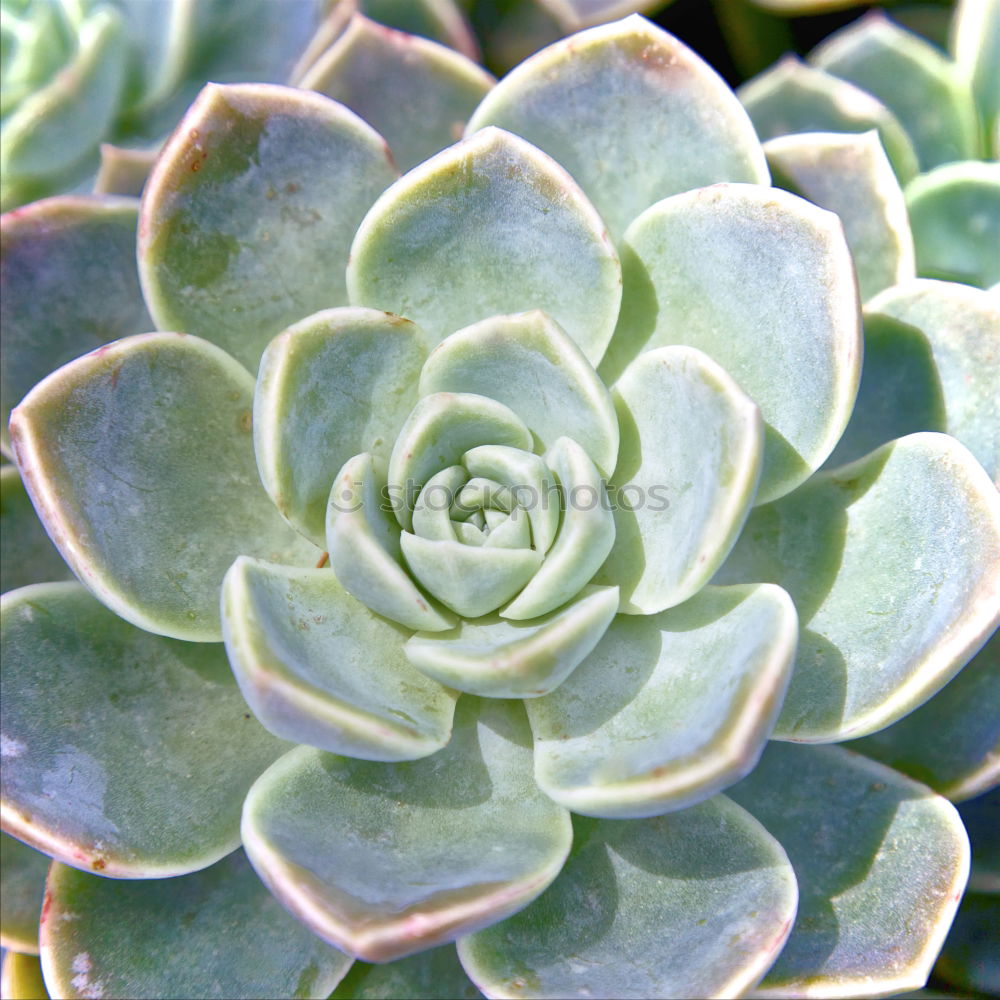 Similar – Image, Stock Photo sempervivum Environment