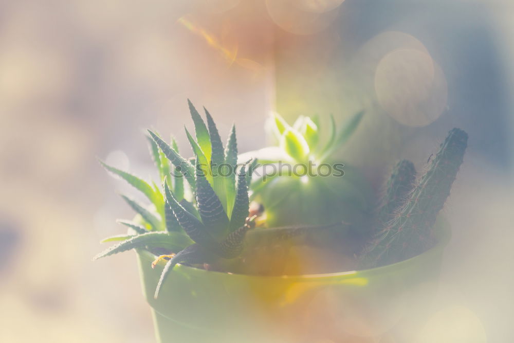 Similar – Image, Stock Photo date rice Plant Date