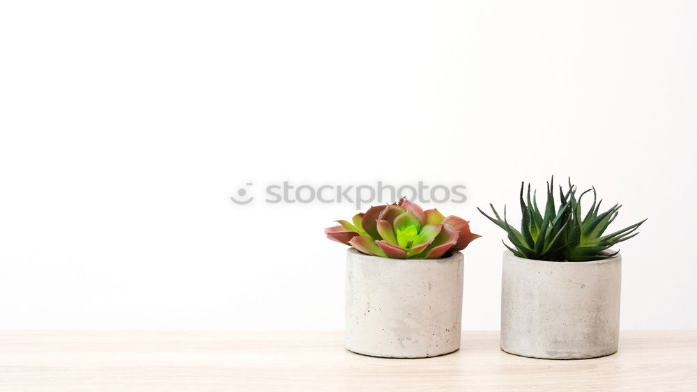 Similar – Image, Stock Photo Succulent houseplants in flower pots