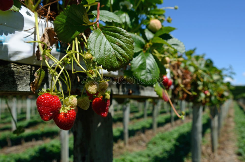 Similar – Fresh strawberries Food