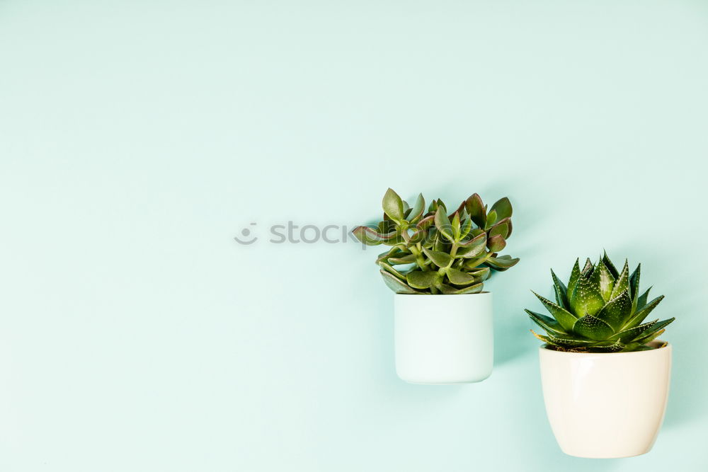 Similar – Image, Stock Photo Succulent houseplants in flower pots