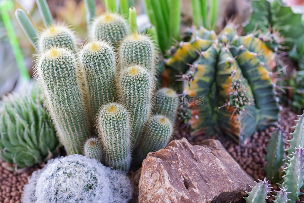 Similar – cactus groves Cactus Green