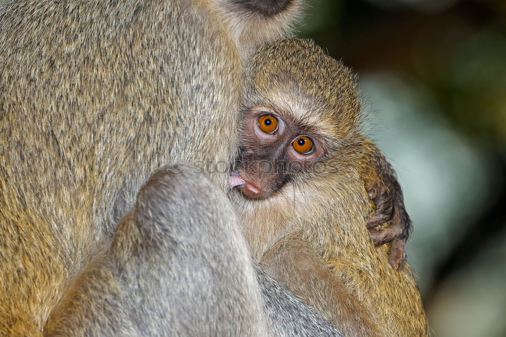 Similar – Image, Stock Photo Macaque mother with baby