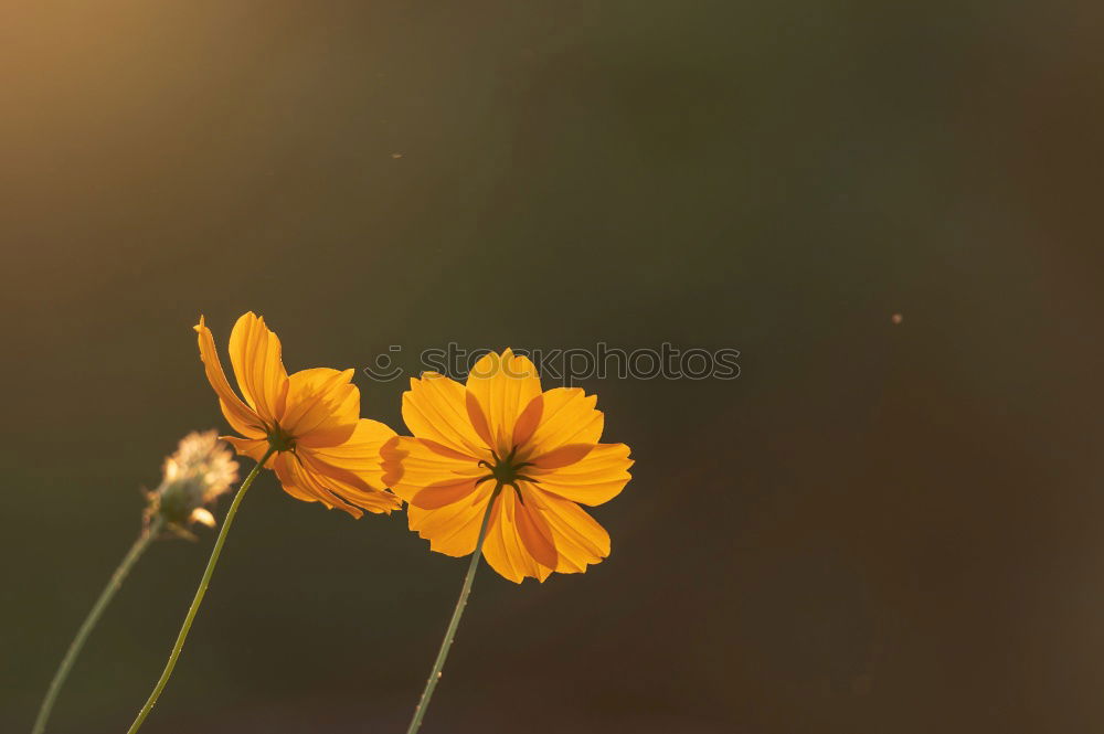 Similar – Image, Stock Photo daisies Environment Nature