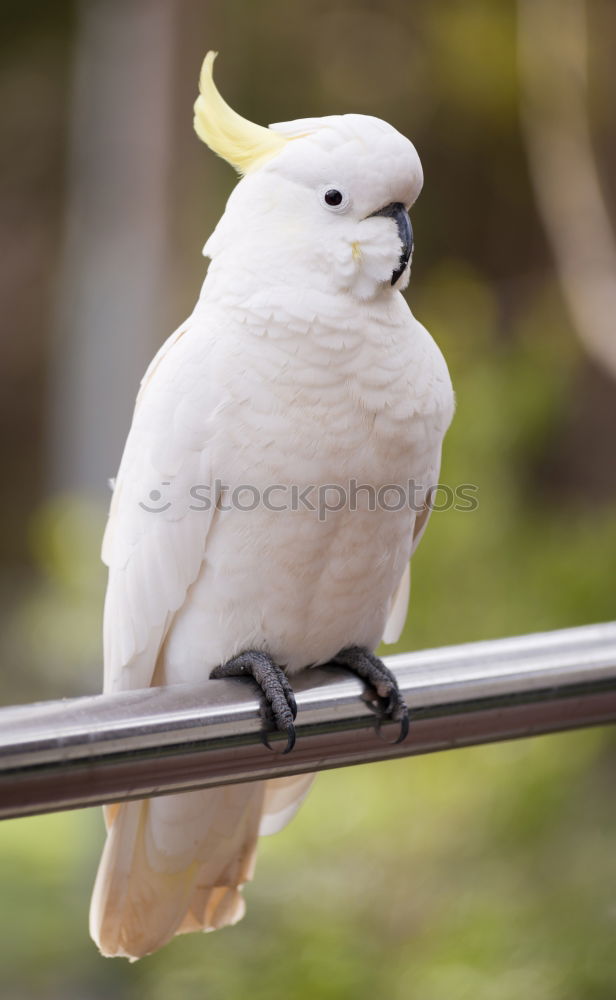 Similar – Image, Stock Photo seagull enclosure Summer