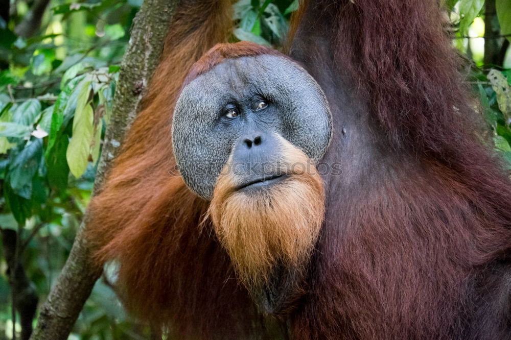 Similar – Image, Stock Photo orangutan Nature Animal