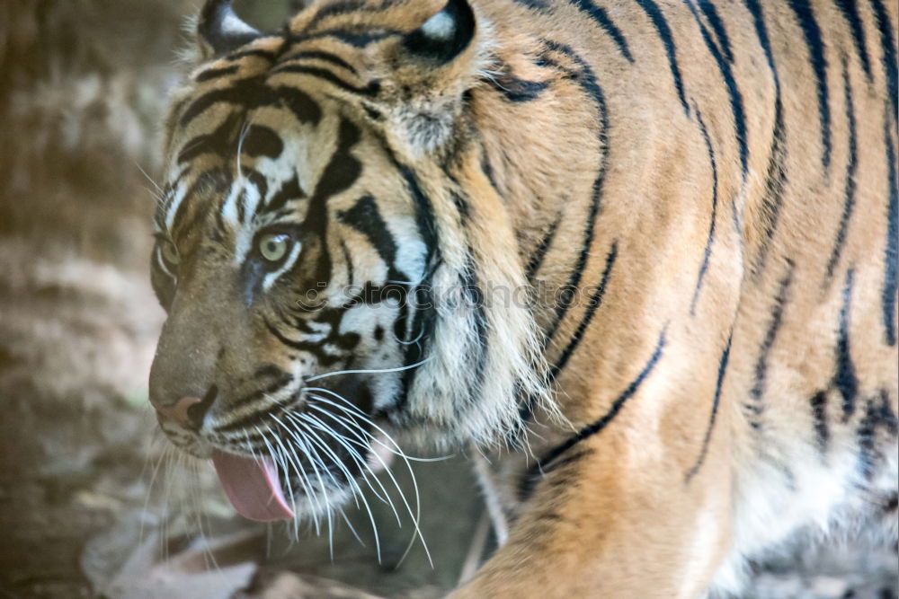 Similar – Close up side profile portrait of one young Siberian tiger