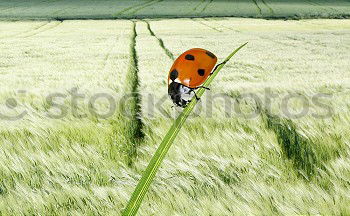 Similar – Image, Stock Photo Where was the pond???